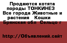 Продаются котята породы ТОНКИНЕЗ - Все города Животные и растения » Кошки   . Брянская обл.,Сельцо г.